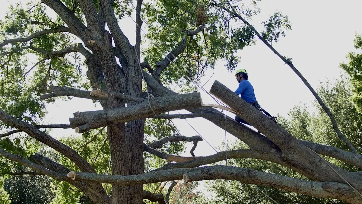 Professional Hazardous Tree Removal performed by certified arborists in Hoskinston