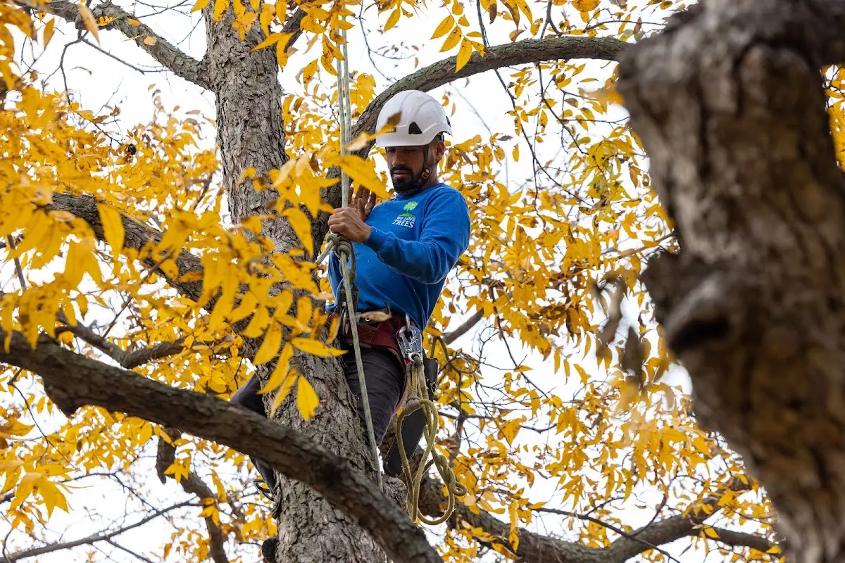 Skilled Storm Damage Cleanup crew working in Hoskinston