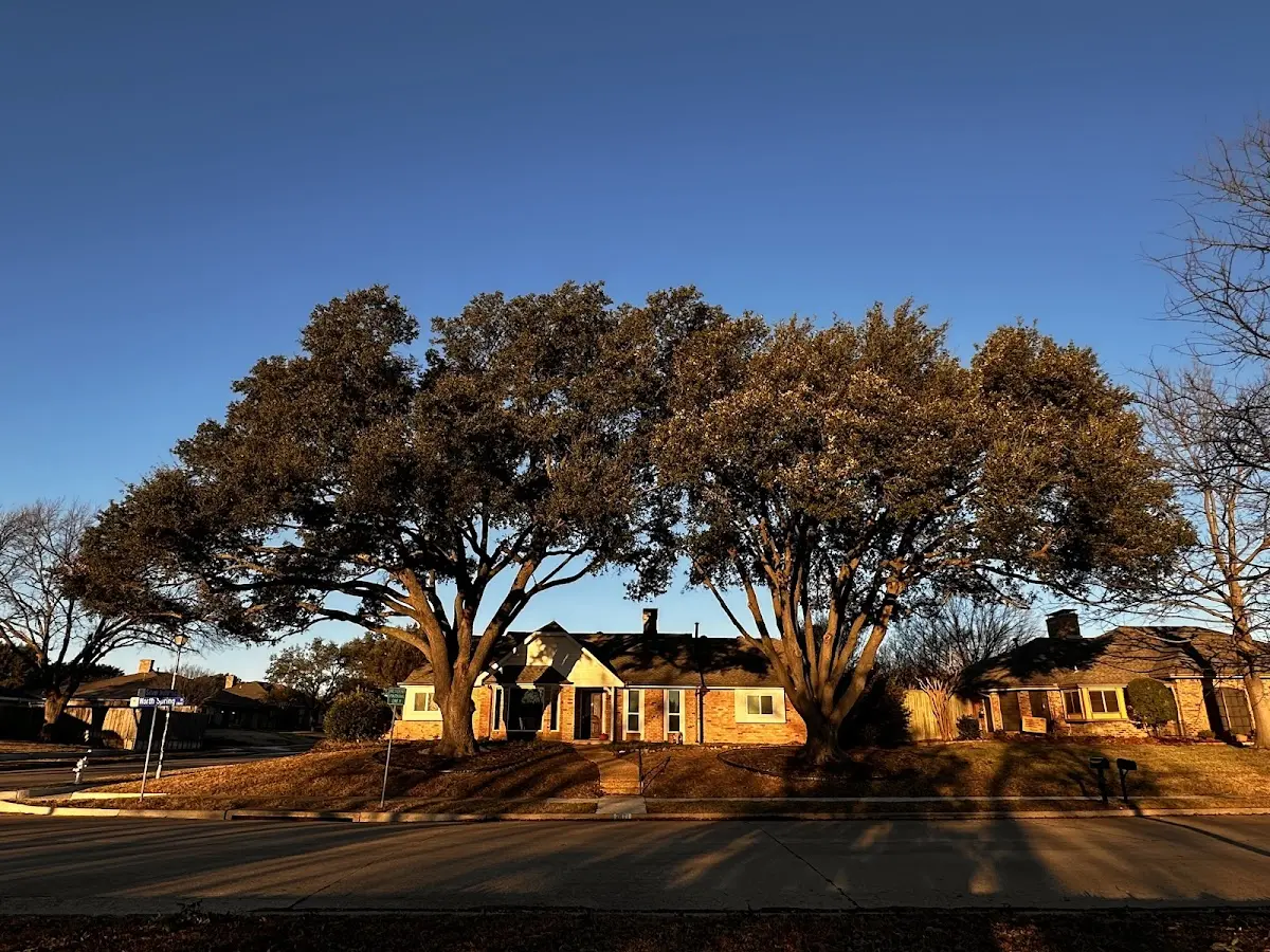 Established residential canopy tree shading a home in Hoskinston